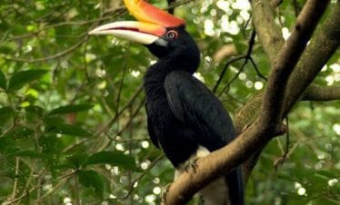 borneo rainforest