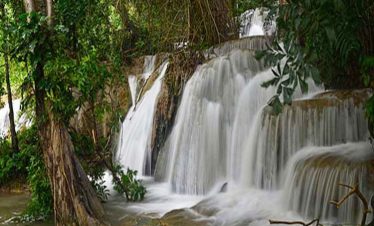 rainforest of sorong