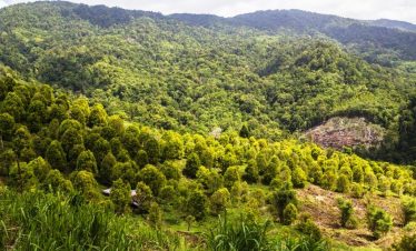 bogani nani