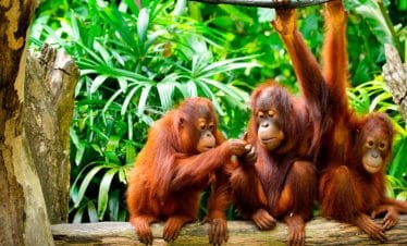 borneo eco tour
