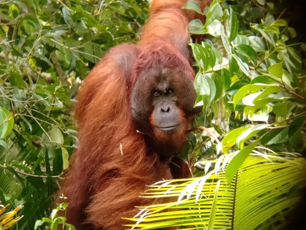 borneo orangutan adventure