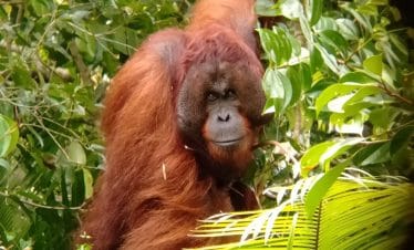 borneo orangutan adventure