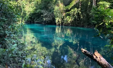 rainforest of sorong