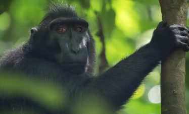 sulawesi birding