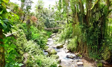 bali jungle trekking