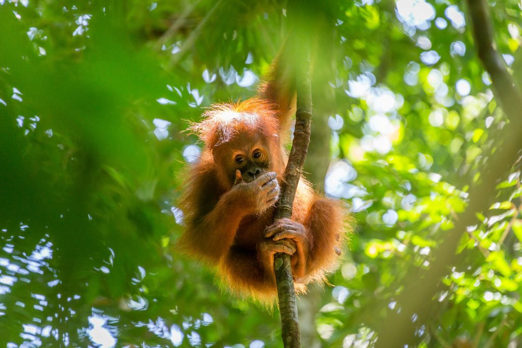 Gunung Leuser National Park