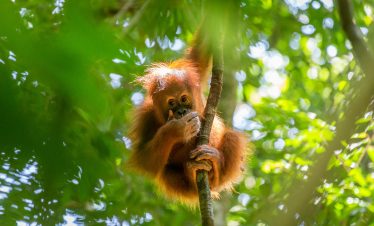 Gunung Leuser National Park
