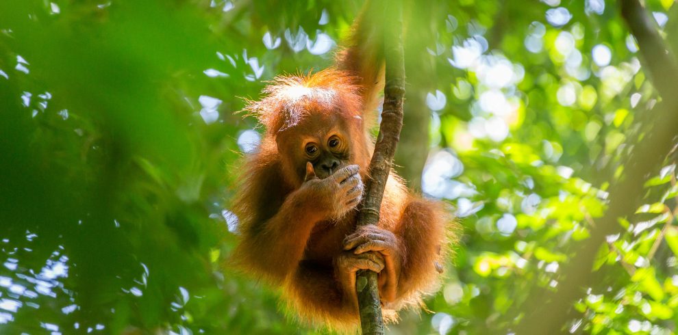 Gunung Leuser National Park