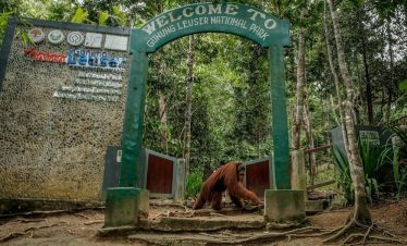 Gunung Leuser