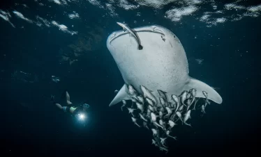 Whale Shark