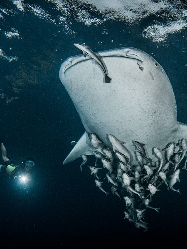 Whale Shark