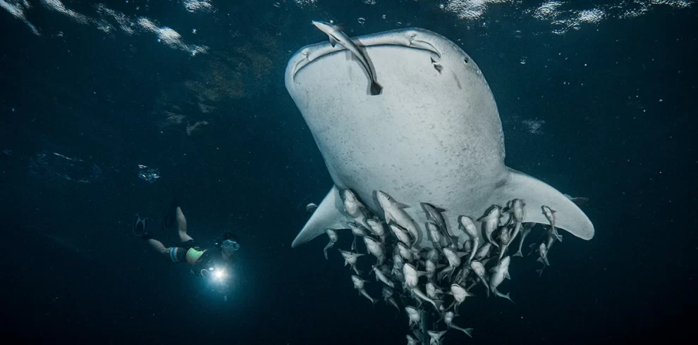 Whale Shark