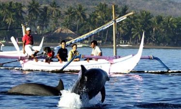 watch dolphin in lovina bali