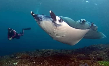 manta point in nusa penida