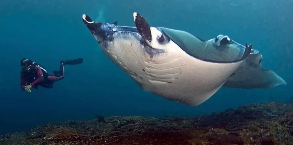 manta point in nusa penida
