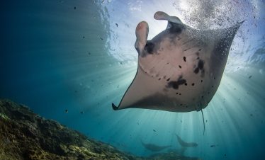 Snorkling with Manta in Nusa Penida
