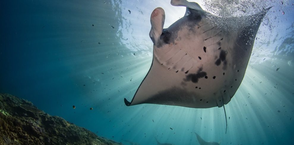 Snorkling with Manta in Nusa Penida