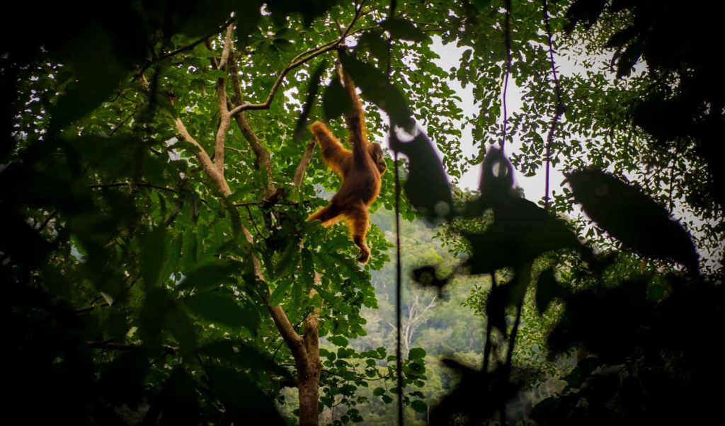 See the Orangutans' natural habitat in Gunung Leuser National Park