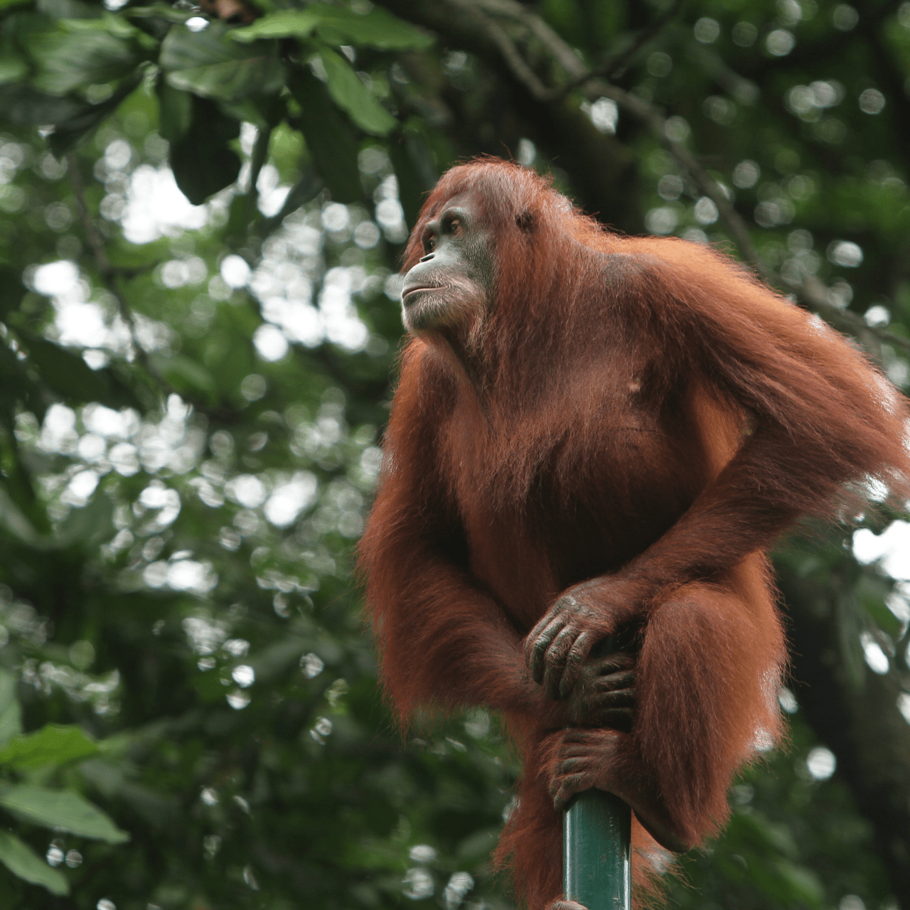 Wildlife Adventure