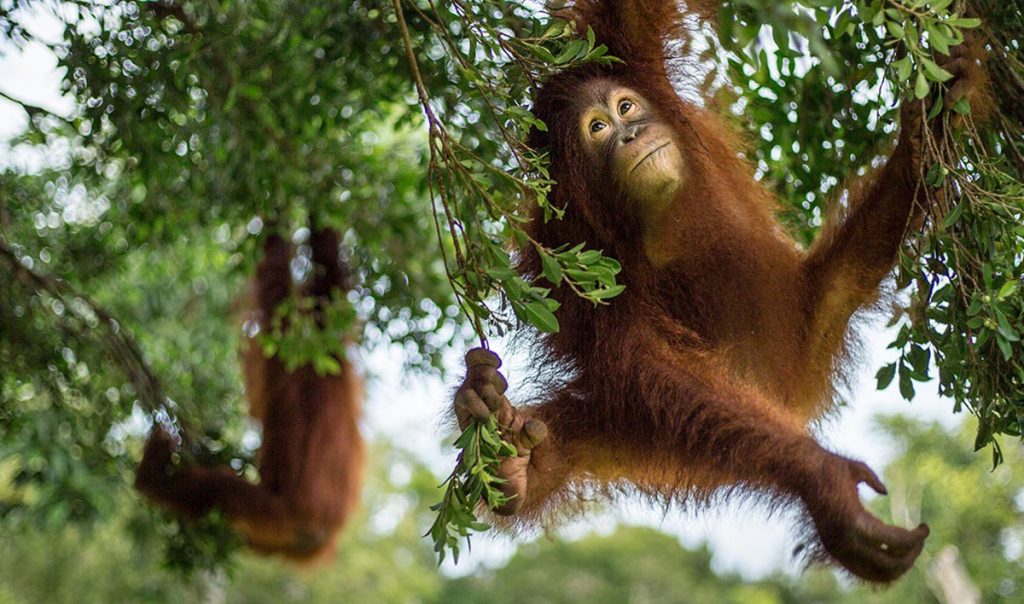 Two young orangutans hanging from tree branches in a lush forest canopy, with one in the foreground looking up while holding leafy twigs.