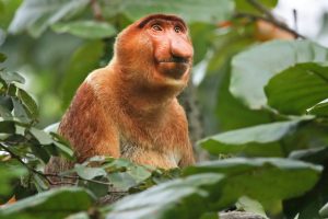 A proboscis monkey sitting among green foliage in the forest, with its distinctive large nose and reddish-brown fur clearly visible.