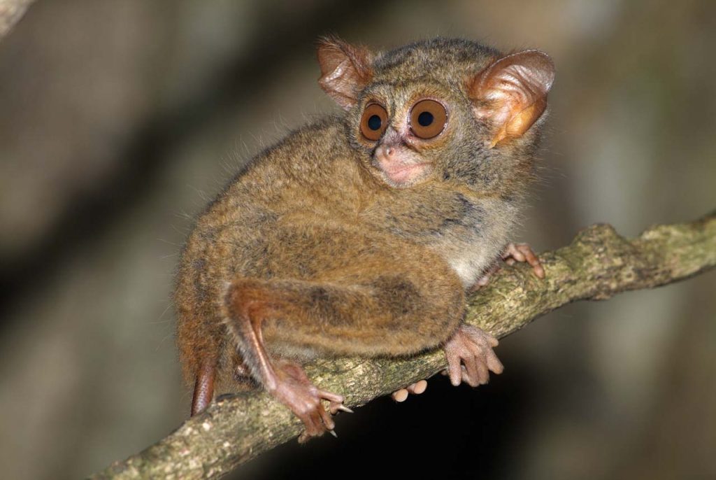 A spectral tarsier with large round eyes clings to a tree branch in the forest, a rare wildlife encounter often seen during a mountain trek in Sulawesi, Indonesia.