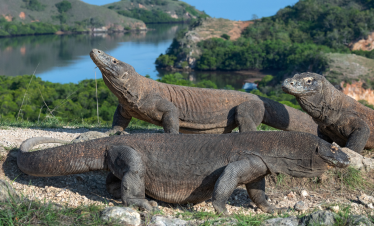 Group of Komodo dragons basking under the sun on a scenic hillside in Komodo National Park, Indonesia, showcasing the wild nature and thrilling experience of a Komodo adventure.