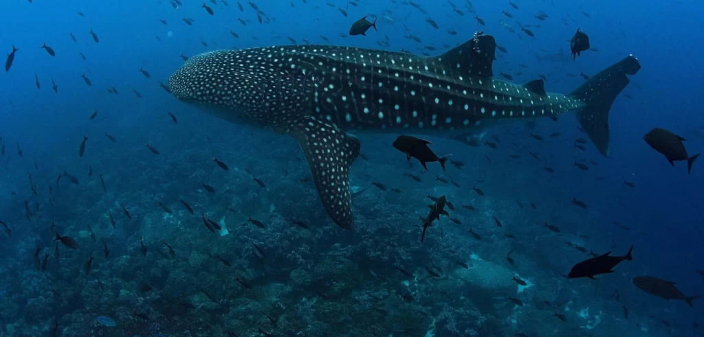 A majestic whale shark swimming gracefully in the clear blue waters of Sumbawa, Indonesia, surrounded by schools of fish — a breathtaking sight for divers exploring whale shark Sumbawa encounters.