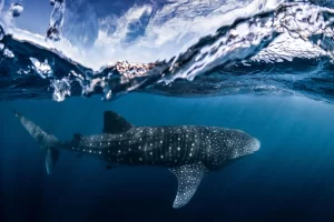 A whale shark gliding gracefully beneath the ocean surface in the clear blue waters of Sumbawa, Indonesia — an awe-inspiring whale shark Sumbawa encounter for divers and nature lovers.
