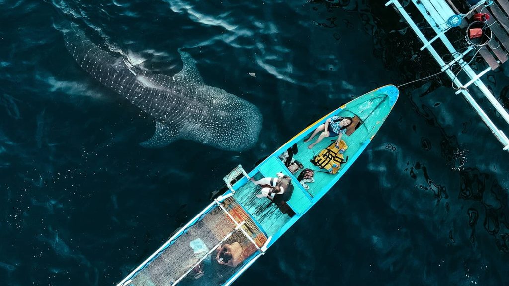Tourists on a small boat observing a gentle whale shark swimming near the surface in the clear blue waters of Sumbawa, Indonesia — an unforgettable whale shark Sumbawa experience.
