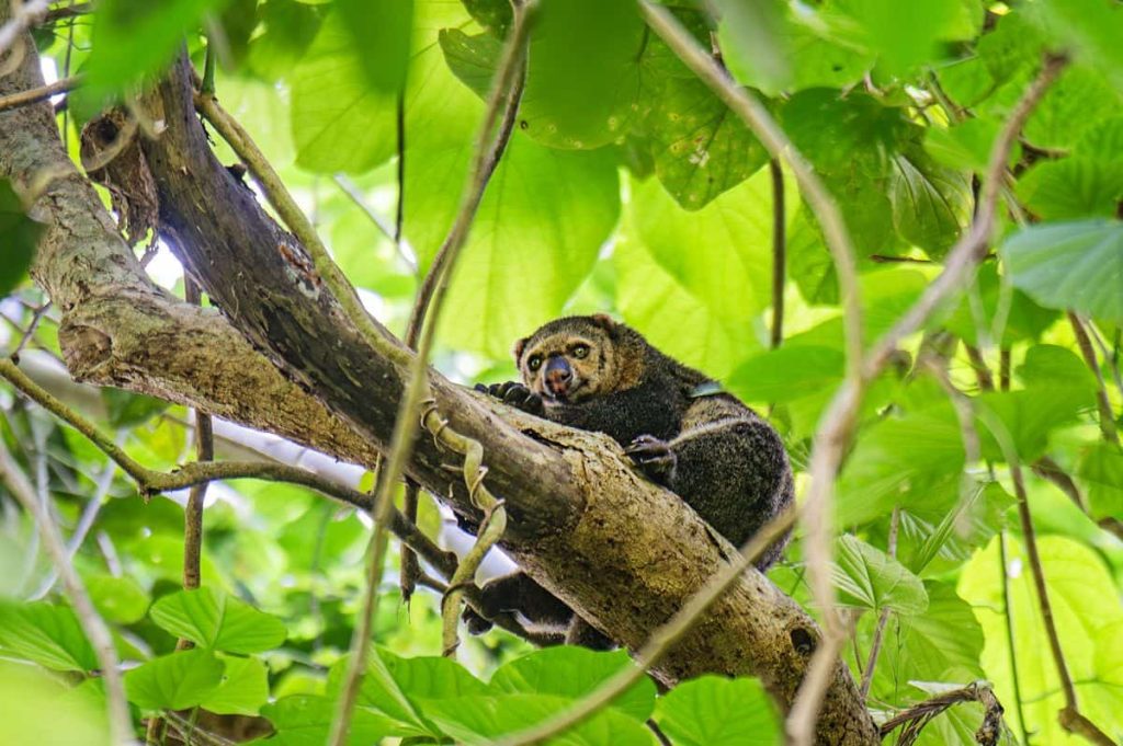 A cuscus resting on a tree branch surrounded by dense green foliage, showcasing the wildlife commonly seen during Sulawesi Jungle Tours.