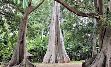 East Coast Small Islet And Giant Trees