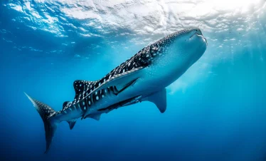 whale shark