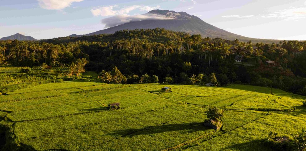 Sidemen Rice Paddies