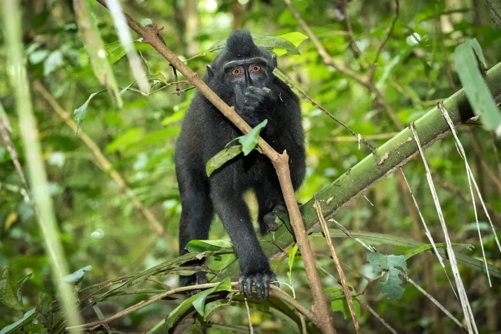 Black crested macaque sitting on a tree branch in lush rainforest at Tangkoko National Park, North Sulawesi, Indonesia.