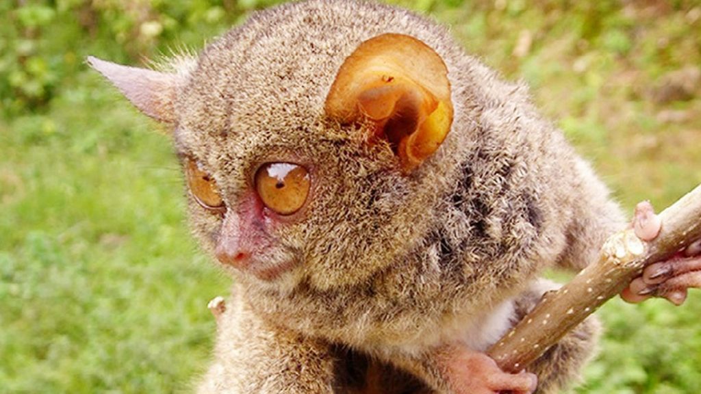 Close-up of a tarsier with large golden eyes clinging to a branch in Tangkoko National Park, North Sulawesi, Indonesia.