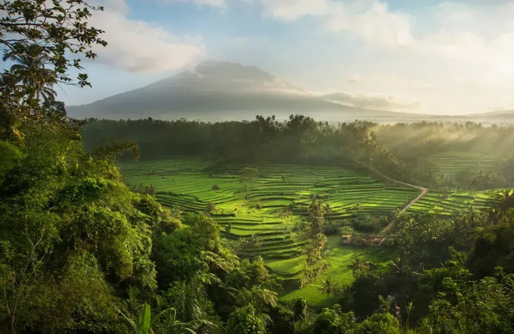 Bali Rice Terrace Trekking